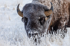 Frosty bison bull weathers the cold