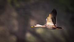 A Spot Billed Duck in Flight