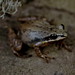 Upland Chorus Frog (Psuedacris ferarium)
