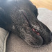 Close-up of the head of cute black dog resting on the sofa