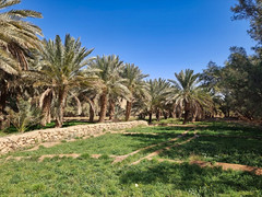 Palm grove at Tumayr, Saudi Arabia (1)