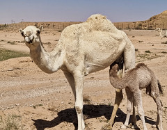 Camels near old al-Khutayma in Sudayr (11)