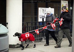 Canada is 'Going to the dogs'. Yonge Street.