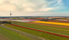 Farmfields near Petten, The Netherlands.