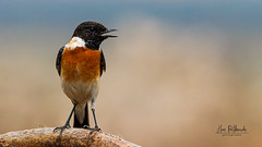 A Siberian Stonechat ready for action