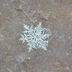 February 22, 2022 - Way cool snowflakes in Thornton. (Diana Mauzy)