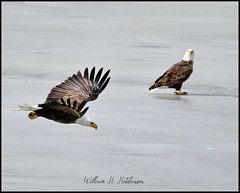 February 21, 2022 - Bald eagles on ice. (Bill Hutchinson)