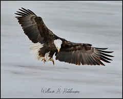 February 21, 2022 - Bald eagle incoming. (Bill Hutchinson)