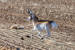 February 19, 2022 - Pronghorn buck off to the races. (Tony's Takes)