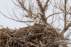 February 20, 2022 - Mama eagle on her nest. (Tony's Takes)
