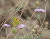 Clouded yellow, male (Colias crocea), Ansignan