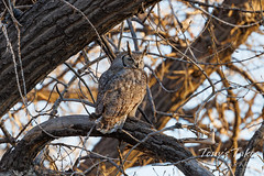 February 19, 2022 - Great horned owl at dawn. (Tony's Takes)