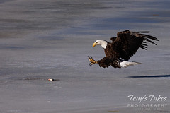 February 19, 2022 - Bald eagle snags a catch. (Tony's Takes)