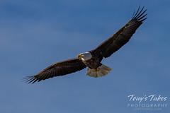 February 20, 2022 - Beautiful eagle flyby. (Tony's Takes)