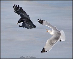 February 20, 2022 - Gull chases a crow. (Bill Hutchinson)