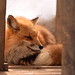 Zao's red fox