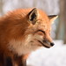 Zao's red fox