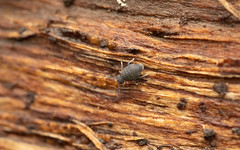 Springtail Sminthurinus niger or S. lawrencei