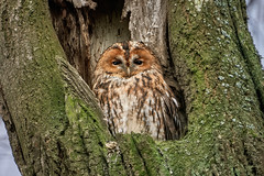 Tawny owl in a hollow tree