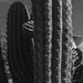 Saugaro Cactus