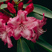 Rhododendron, Mendocino Coast Botanical Gardens, Fort Bragg 5/18/21