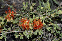 Beaufortia squarrosa