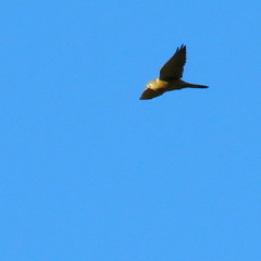 Common kestrel, Falco tinnunculus, Tornfalk
