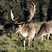Petworth Deer Park - West Sussex