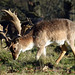 Petworth Deer Park - West Sussex