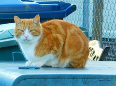 Large Orange & White Tabby Cat Hangs Out on Trash Can Lids