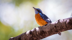 A Blue-Capped Rock Thrush foraging in the canopy
