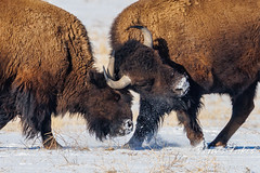 Bison bulls go head to head