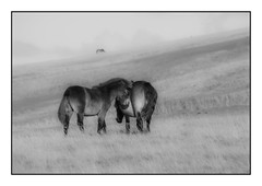 Distant friends - Exmoor ponies (Equus ferus caballus) Best viewed large.