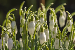The Snowdrop Group