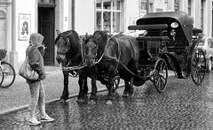 Street - Pferdekutsche im Regen