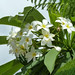 White Flowers Grenada