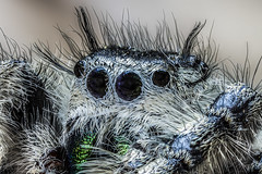 Salticidae Phidippus Jumping Spider, Stacked from 73 Images with Helicon Focus