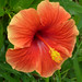 Hibiscus Grenada