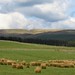 rushy pastures of Upper Teesdale