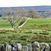 stone-walled pastures of Upper Teesdale