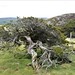 juniper tree at the top of Bracken Rigg
