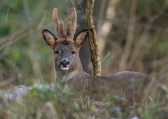 Roe Deer buck