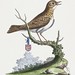 The little Thrush from North America (1757) print in high resolution by George Edwards. Original from The Beinecke Rare Book & Manuscript Library. Digitally enhanced by rawpixel.