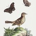 The Lark from Pensilvania, and the Brown Butterfly (1758–1764) print in high resolution by George Edwards. Original from The Beinecke Rare Book & Manuscript Library. Digitally enhanced by rawpixel.