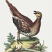 Brown Speckled Bird (1743-1751) print in high resolution by George Edwards. Original from The National Gallery of Art. Digitally enhanced by rawpixel.