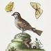 The White Throated Sparrow (1758) print in high resolution by George Edwards. Original from The Beinecke Rare Book & Manuscript Library. Digitally enhanced by rawpixel.