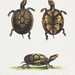 The small mud tortoise (1758–1764) print in high resolution by George Edwards. Original from The Beinecke Rare Book & Manuscript Library. Digitally enhanced by rawpixel.