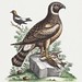 The Marsh hawk, and the Reed birds (1758–1764) print in high resolution by George Edwards. Original from The Beinecke Rare Book & Manuscript Library. Digitally enhanced by rawpixel.