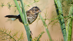 Sparrow Lurking