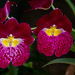 Pair of Orchids